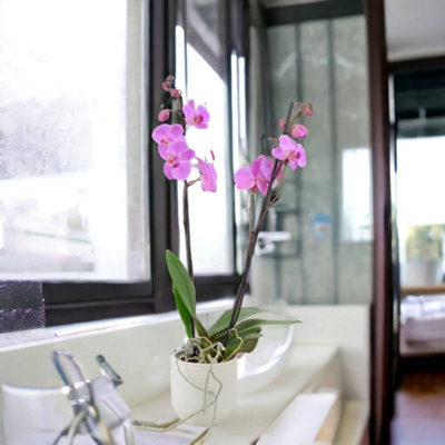 Phalaenopsis Orchid Pink Uk Grown 2 Stem In 12Cm Ceramic Pot Garden Plant from B&Q