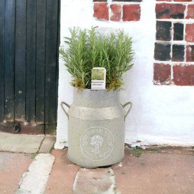 Rosemary Milk Churn Planter Rustic Garden Herb Pot Garden Plant from B&Q
