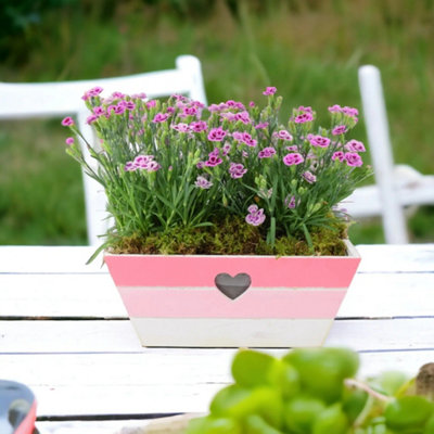 Dianthus Pink Kisses In Pink White Wooden Trough Garden Plant from B&Q