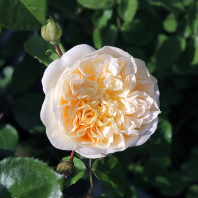 Champagne Moment Rose 5.5L Pot Fragrant Patio Rose Bush For Small Garden Plant from B&Q