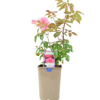 You're Beautiful Rose 5.5L Pot  Fragrant Pink Floribunda Rose In Nursery Pot from B&Q