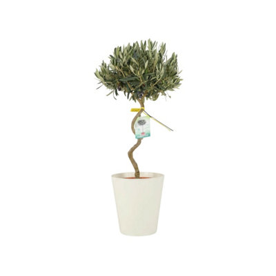 Spiral Olive Tree 80 90Cm Tall Evergreen Mediterranean Tree In Metal Cream Vertical Line Pot from B&Q
