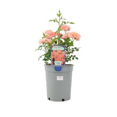 Rose Sweet Dream 4L Pot Peachy Apricot Patio Rose In Nursery Pot from B&Q