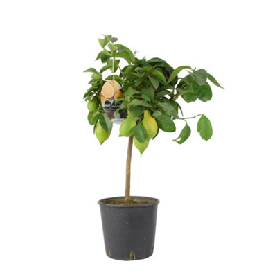 Citrus Lemon Tree In 19Cm Pot  Indoor Outdoor Fruit Tree In Nursery Pot from B&Q