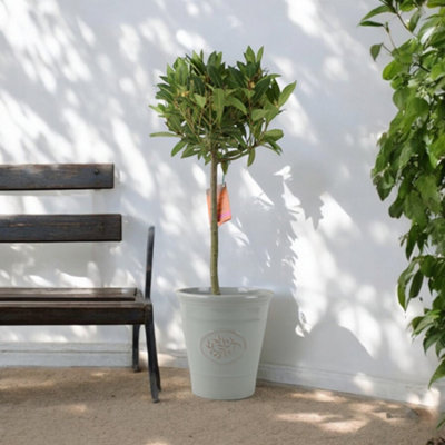 Bay Tree Standard  90Cm Tall Hardy Evergreen Laurus Nobilis For Pots & Borders In Plastic Grey Olive from B&Q