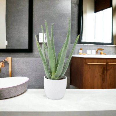 Aloe Vera Plant 12Cm Pot For Indoors Medicinal Houseplant In Ceramic White Planter from B&Q