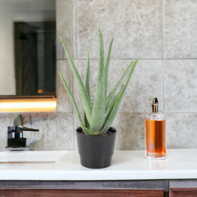 Aloe Vera Plant 12Cm Pot For Indoors Medicinal Houseplant In Ceramic Black Planter from B&Q