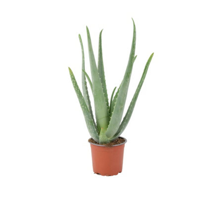 Aloe Vera Plant 12Cm Pot For Indoors Medicinal Houseplant Garden Plant from B&Q