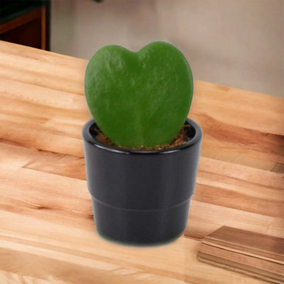Hoya Kerrii Heart Shaped Succulent Plant 6Cm Pot Easy Care Plant Garden Plant from B&Q