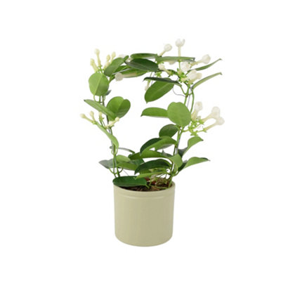 Stephanotis Jasmine Hoop Fragrant Indoor Flowering Plant Garden Plant from B&Q