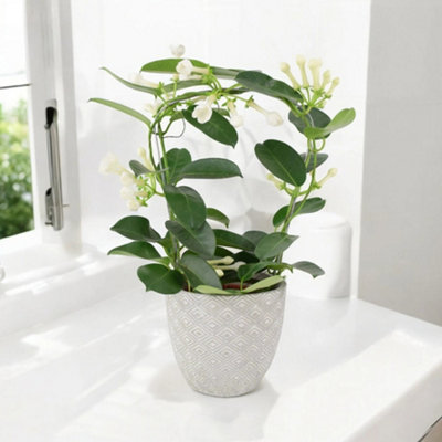 Seagrass Basket With Handles  Natural Decorative Indoor Plant Pot from B&Q