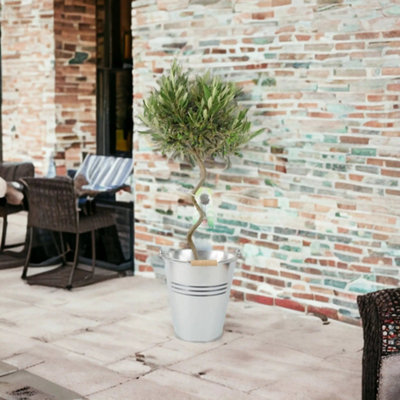 Spiral Olive Tree 80 90Cm Tall Evergreen Mediterranean Tree In Metal Zinc Pail from B&Q