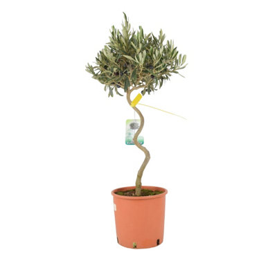Spiral Olive Tree 80 90Cm Tall Evergreen Mediterranean Tree In Nursery Pot from B&Q