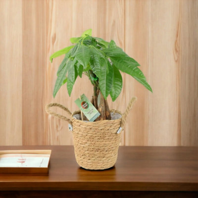Seagrass Basket With Handles Natural Woven Indoor Planter & Storage Basket from B&Q