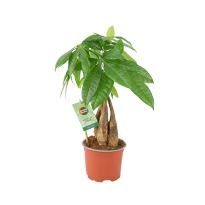  - Pachira Money Tree 12Cm  Braided Trunk Lucky Houseplant In Nursery Pot