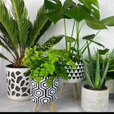 Pet Safe Houseplant  Indoor Plant Safe For Cats & Dogs from B&Q