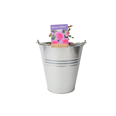 Mum In A Million Rose Bush  Fragrant Pink Shrub Rose In Pot In Metal Zinc Pail from B&Q