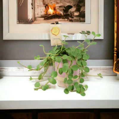  - Ceramic Eve Pink Plant Pot  Elegant Decorative Indoor & Outdoor Planter