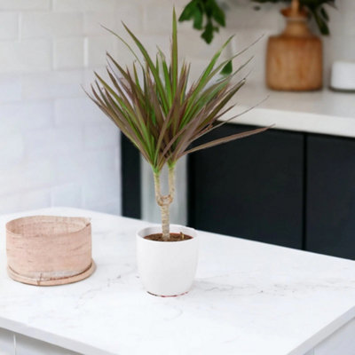 Dracaena Marginata Dragon Tree 12Cm Tropical Houseplant Garden Plant from B&Q