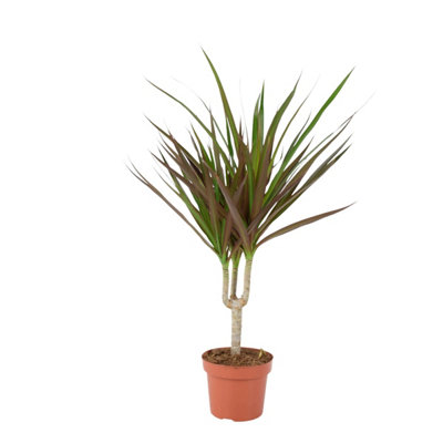 Dracaena Marginata Dragon Tree  12Cm Tropical Houseplant In Nursery Pot from B&Q