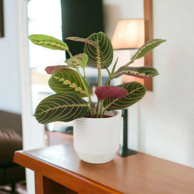 Maranta Leuconeura Prayer Plant 12Cm Beautiful Tricolour Indoor Foliage Garden Plant from B&Q