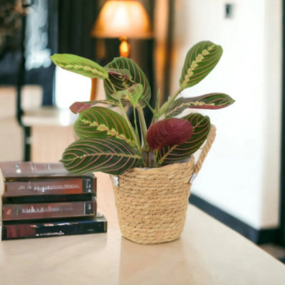 Maranta Leuconeura Prayer Plant 12Cm Beautiful Tricolour Indoor Foliage Garden Plant from B&Q