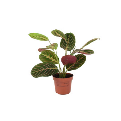 Maranta Leuconeura Prayer Plant 12Cm Beautiful Tricolour Indoor Foliage Garden Plant from B&Q