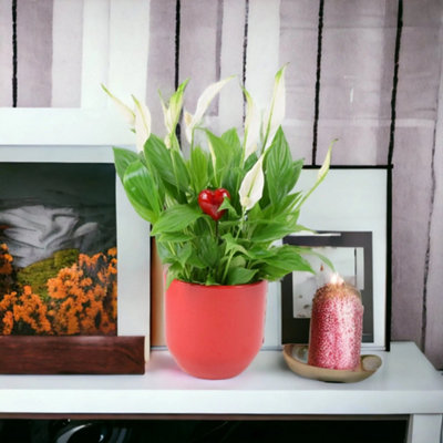  - Peace Lily Plant 12Cm  Air Purifying Houseplant Elegant Indoor Plant With White Flowers In Ceramic Red With Heart Pick