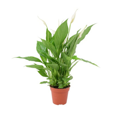  - Peace Lily Plant 12Cm Air Purifying Houseplant Elegant Indoor Plant With White Flowers In Nursery Pot