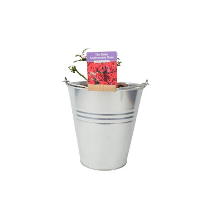 Ruby Anniversary Wedding Rose In 55L Pot Dark Red Blooms For Special Occasions Garden Plant from B&Q