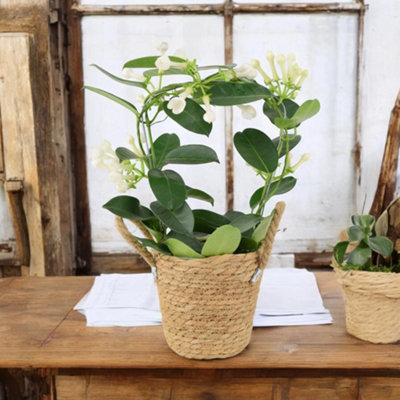Stephanotis Jasmine Hoop  Fragrant Indoor Flowering Plant In Nursery Pot from B&Q