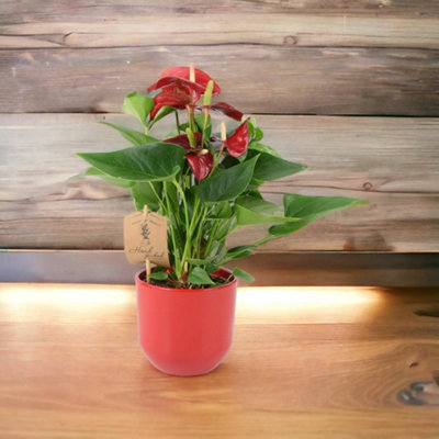 Anthurium Red Flamingo Flower 12Cm Pot  Tropical Indoor Houseplant With Red Blooms from B&Q