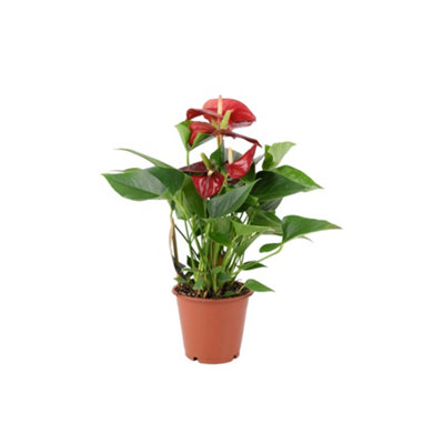 Anthurium Red Flamingo Flower  Tropical Houseplant In 12Cm Pot In Nursery Pot from B&Q