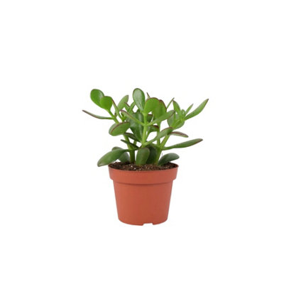 Crassula Money Plant  Lucky Succulent In 12Cm Pot Air-Purifying Houseplant In Nursery Pot from B&Q