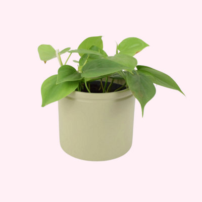 Philodendron Scandens In French Green Ceramic Pot  Heartleaf Indoor Trailing Plant 12Cm from B&Q