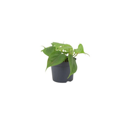 Philodendron Scandens  Heartleaf Trailing Plant In 12Cm Grow Pot from B&Q