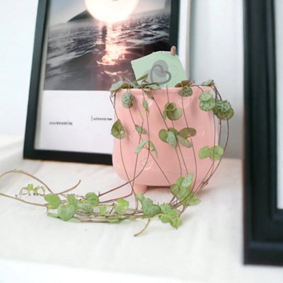 String Of Hearts Plant 8.5Cm Pot  Ceropegia Woodii Indoor Trailing Houseplant In Ceramic Pink Embossed Hearts from B&Q
