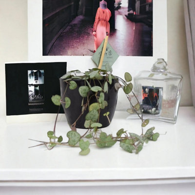 String Of Hearts Plant 85Cm Pot Ceropegia Woodii Indoor Trailing Houseplant Garden Plant from B&Q