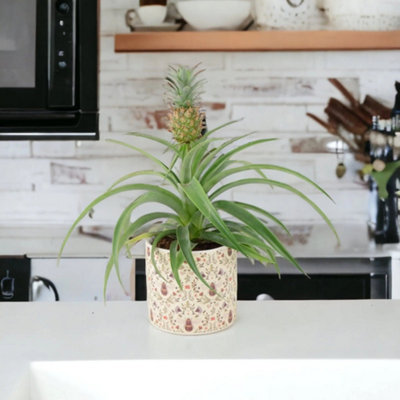 Pineapple Plant Ananas 12Cm Pot Aromatic Indoor Plant Garden Plant from B&Q