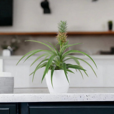 Pineapple Plant Ananas 12Cm Pot Aromatic Indoor Plant Garden Plant from B&Q