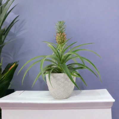 Pineapple Plant Ananas 12Cm Pot Aromatic Indoor Plant Garden Plant from B&Q