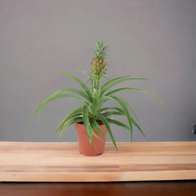 Pineapple Plant Ananas 12Cm Pot Aromatic Indoor Plant Garden Plant from B&Q