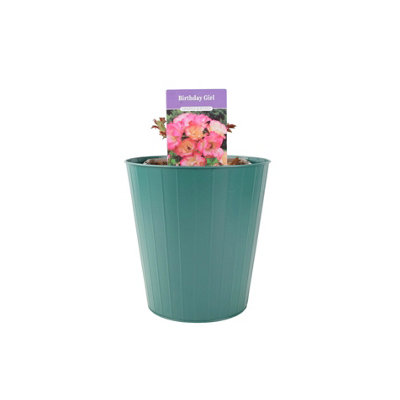 Metal Zinc Pail  Decorative Indoor & Outdoor Plant Pot from B&Q