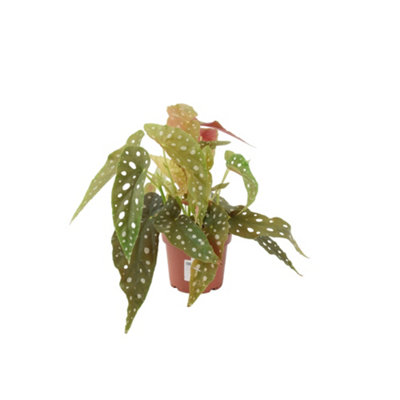 Begonia Maculata  Polka Dot Begonia 12Cm Pot In Nursery Pot from B&Q
