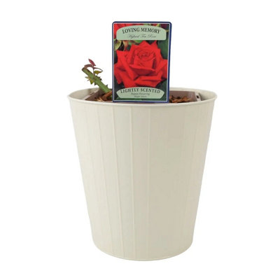 Pink Hydrangea Macrophylla Teal Metal Planter Vertical Line 3L Pot Summer Bloom Patio Garden Plant Gift Uk from B&Q