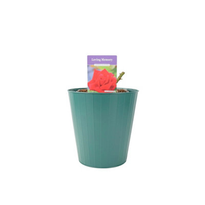 Pink Hydrangea Macrophylla Zinc Metal Pail Planter 3L Pot Summer Bloom Garden Patio Outdoor Gift Plant Uk from B&Q