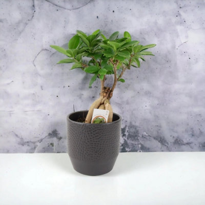  - Ceramic Ewi Dot Anthracite Plant Pot Textured Decorative Indoor & Outdoor Planter