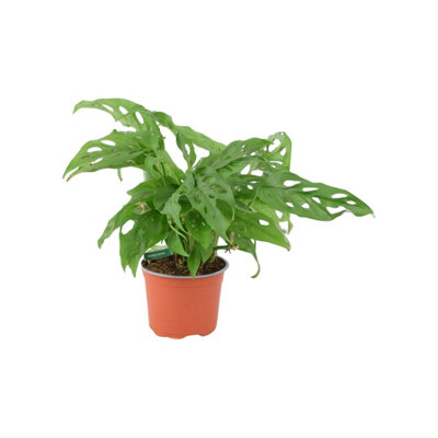 Monstera Monkey Cheese Plant  Swiss Cheese Plant Tropical Houseplant In Nursery Pot from B&Q