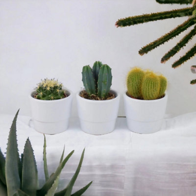 Mixed Mini Cacti Collection In White Ceramic Pots 3 Easy Care Indoor Cacti Plants 5.5Cm from B&Q