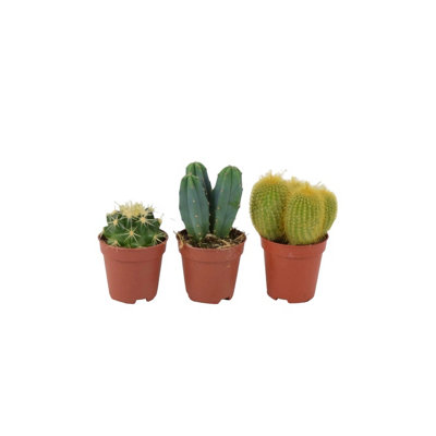 Mixed Mini Cacti Collection 3 Assorted Indoor Cactus Plants In Grow Pots 5.5Cm from B&Q